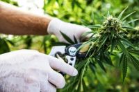 Ročna žetev cvetov konoplje (vir https://www.asiantrader.biz/bat-takes-stake-in-canadian-cannabis-producer)